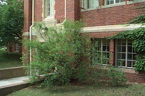 Common Pearlbush