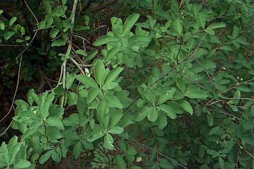 Common Pearlbush