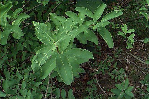 Common Pearlbush
