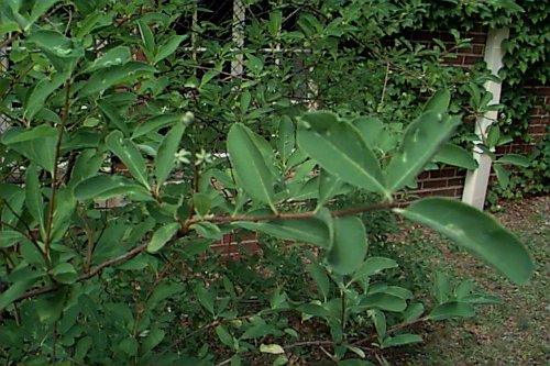 Common Pearlbush