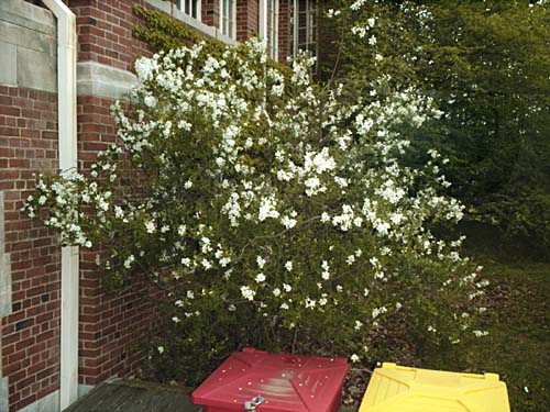 Common Pearlbush