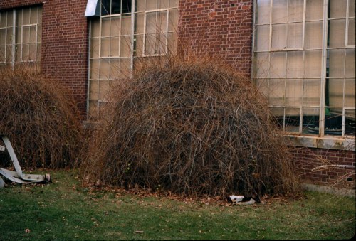 Weeping Forsythia