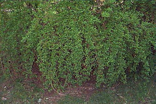 Weeping Forsythia