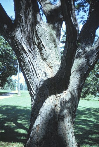 Common Honeylocust
