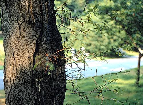 Common Honeylocust