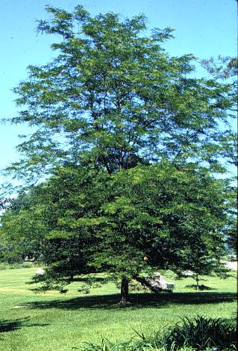 Common Honeylocust