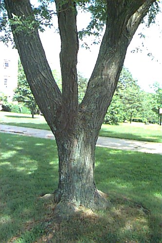 Common Honeylocust