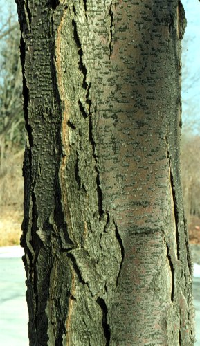 Common Honeylocust