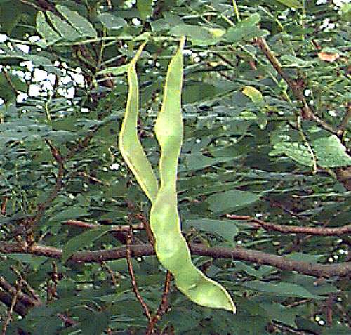 Common Honeylocust