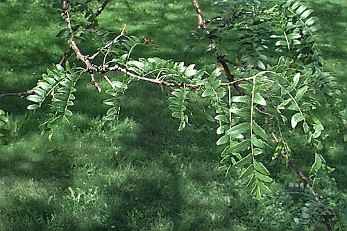 Common Honeylocust