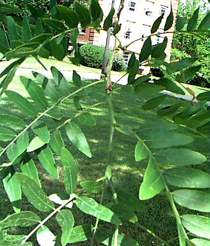 Common Honeylocust
