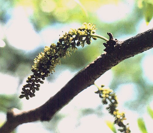 Common Honeylocust