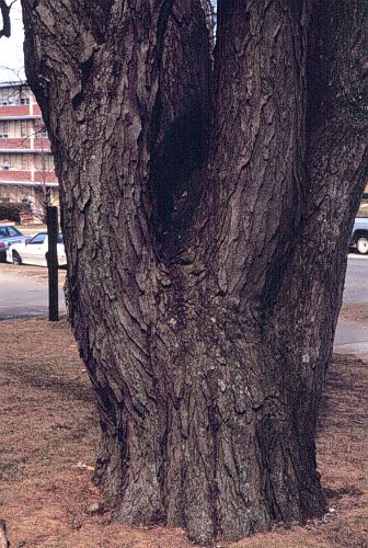 Common Honeylocust