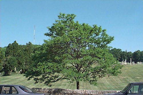 Common Honeylocust
