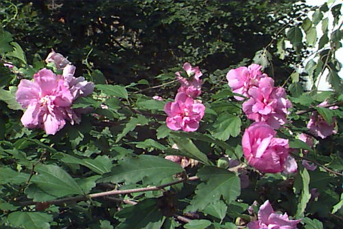 Hibiscus syriacus, Rose-of-sharon, Shrub Althea - Plant Database -  University of Connecticut