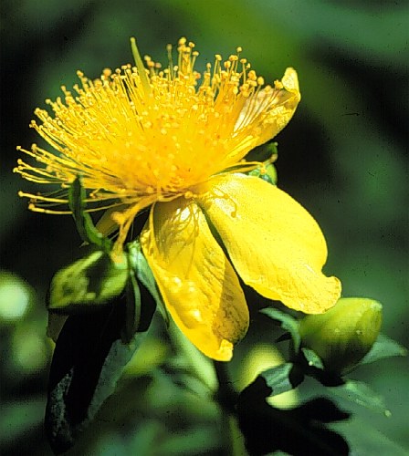 Shrubby St. Johnswort