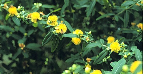 Shrubby St. Johnswort