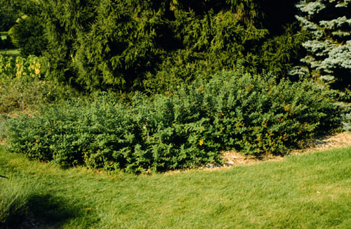 Shrubby St. Johnswort