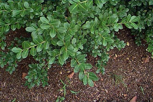 Japanese Holly, Box-leaved Holly