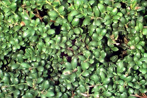 Japanese Holly, Box-leaved Holly
