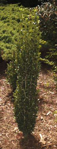 Japanese Holly, Box-leaved Holly
