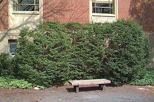Japanese Holly, Box-leaved Holly