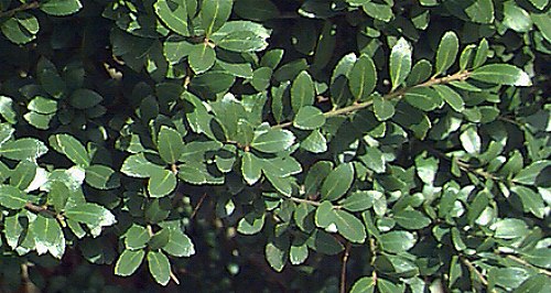 Japanese Holly, Box-leaved Holly