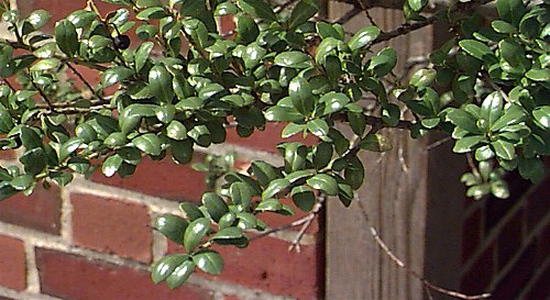 Japanese Holly, Box-leaved Holly