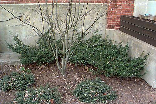Japanese Holly, Box-leaved Holly