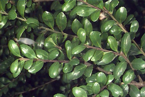 Japanese Holly, Box-leaved Holly