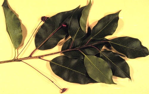 Longstalk Holly