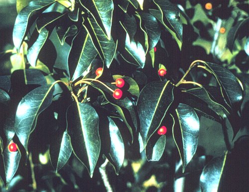 Longstalk Holly