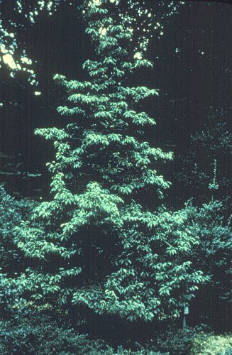 Longstalk Holly