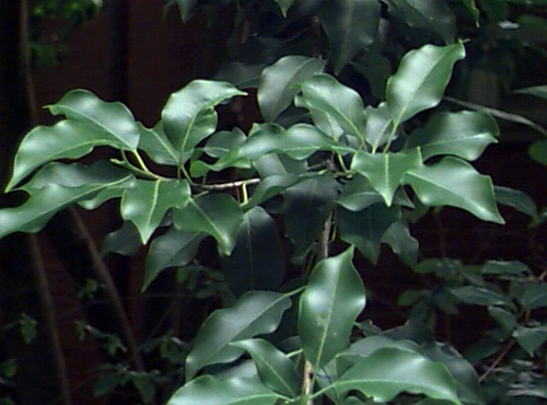 Longstalk Holly