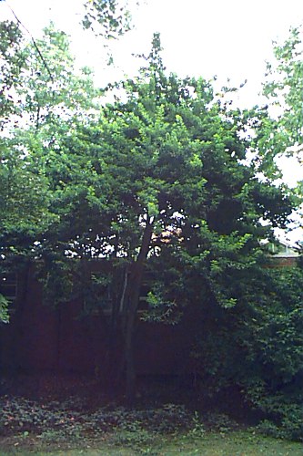 Longstalk Holly
