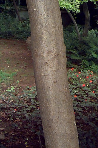 Longstalk Holly