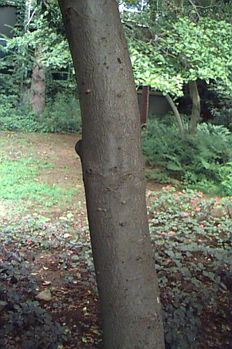 Longstalk Holly