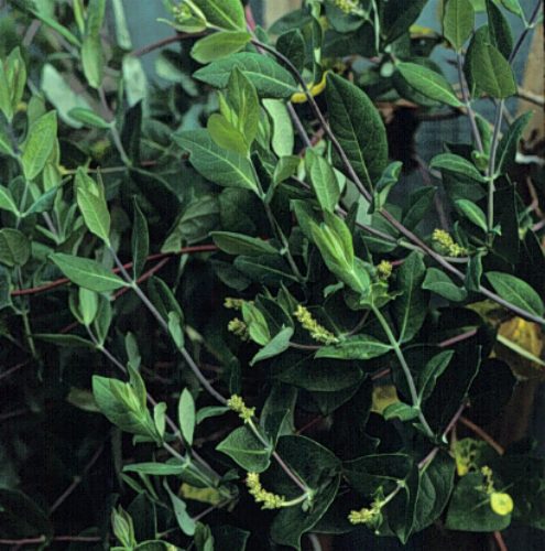Goldflame Honeysuckle