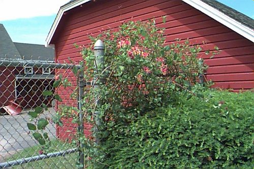 Goldflame Honeysuckle