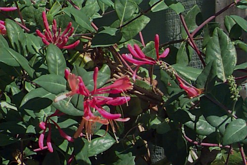 Goldflame Honeysuckle