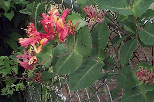 photinia toscana Red-Leaf Photinia Hedge Shrub main image 0
