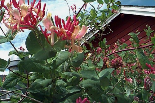 Goldflame Honeysuckle