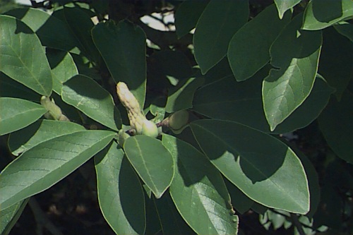 saucer magnolia bark