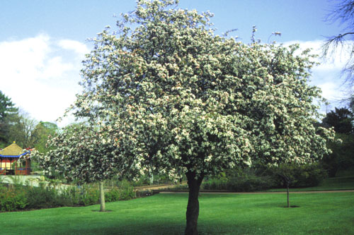 Tea Crabapple