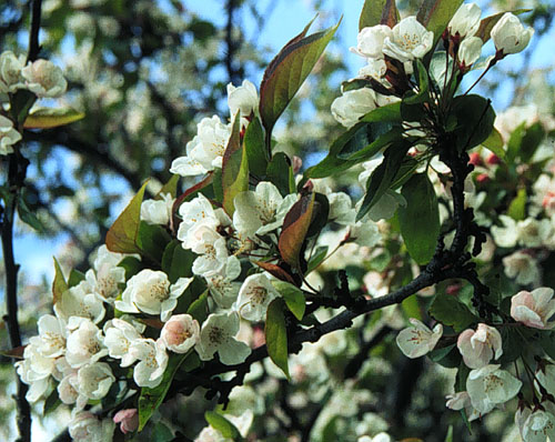 Tea Crabapple
