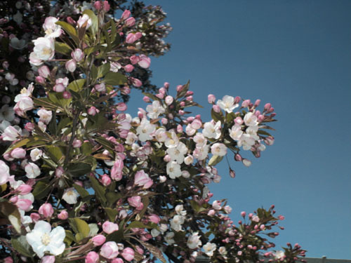 Tea Crabapple