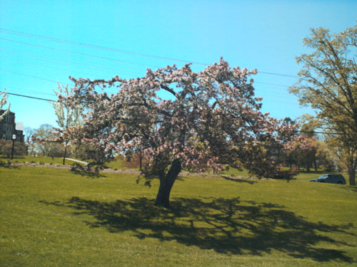 Tea Crabapple
