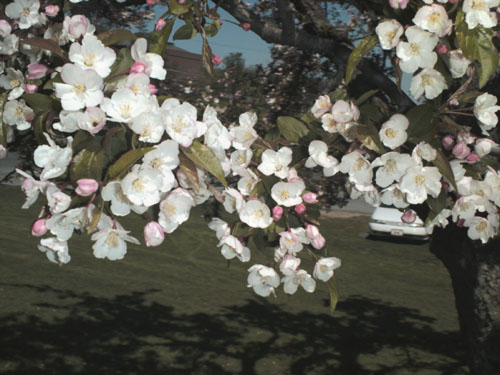 Tea Crabapple