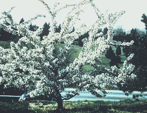 Tea Crabapple