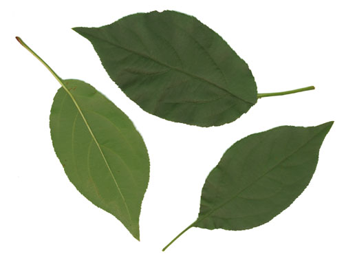 Tea Crabapple